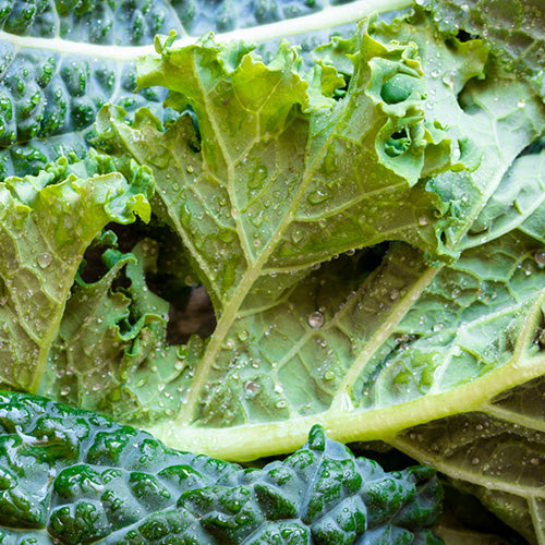 Macroshot of kale