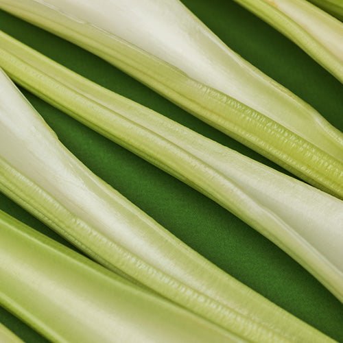 Celery Juice Benefits: What Makes This Juice So Popular? - Raw Generation