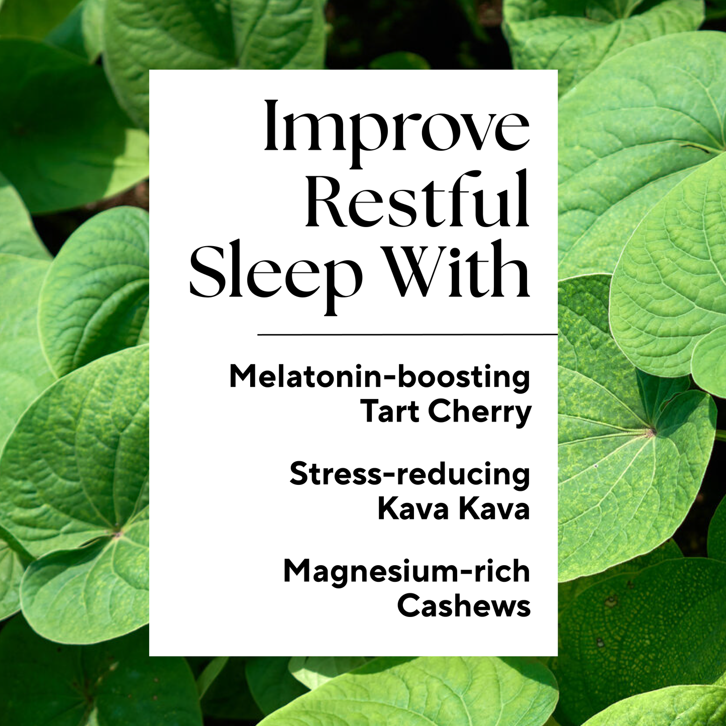 Close-up of leafy plant used in Sleep Boost™ (2-Count), a natural sleep aid with tart cherry juice, kava kava, and melatonin for improved sleep.