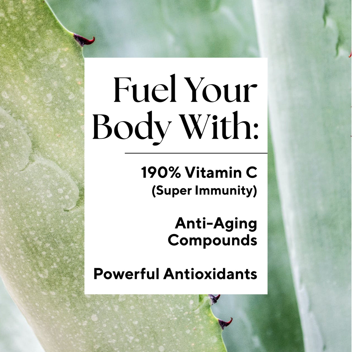 Cool Greens product close-up showing its label with black text on a white background, highlighting aloe vera benefits for wrinkles, healing, and dental health.